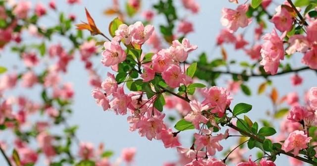  「追捧」花园种上这“2种”花，镇宅还养人，越养越贵，受人追捧！