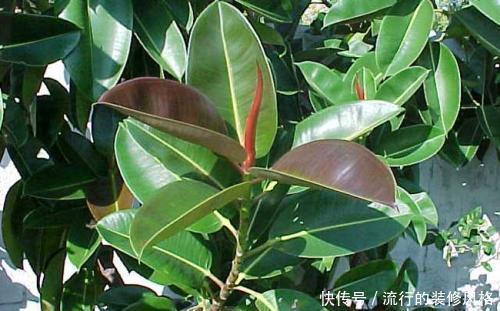甲醛|客厅养盆镇宅花,吸收甲醛除异味,越养家越旺