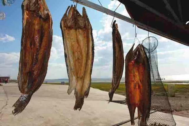  贪婪@新疆钓狗鱼，生性粗暴贪婪，一天可以吃掉和自己体重相当的