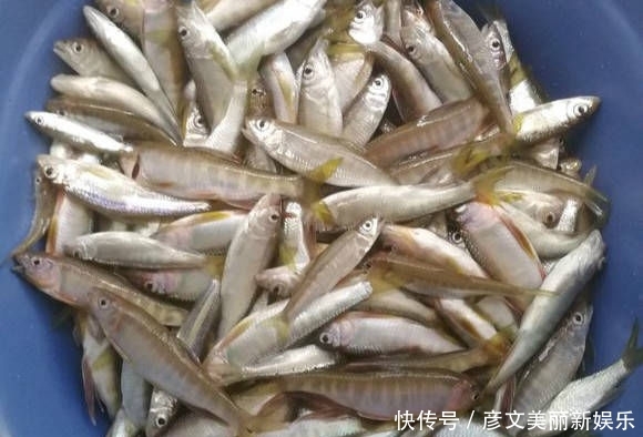 『小时』最近家门口的溪流里面马口鱼泛滥,三个小时就钓了一盆子!