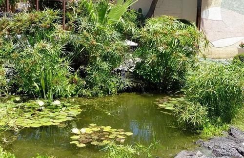  『以养』养在水池里的风车草，现在都被当作室内盆栽，叶子比花好看的植物