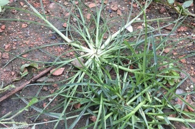  「河岸」河岸上有1种“牛筋草”，看到别踩踏，和车前草一样，价值高