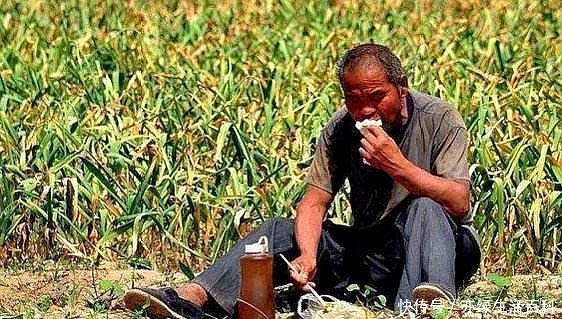 农村出现“抛荒”问题，为啥农民不愿意种地？这4个原因令人深思