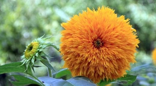  『花界』大家见过这种毛茸茸的“向日葵”吗？花界萌宠，重瓣花朵更加迷人