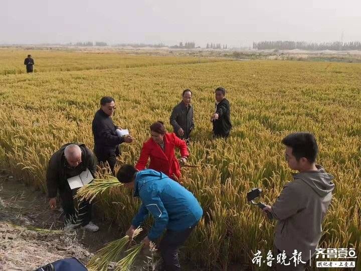  「大沙漠」荒漠变粮仓！中国最大沙漠边缘长出“海水稻”，亩产