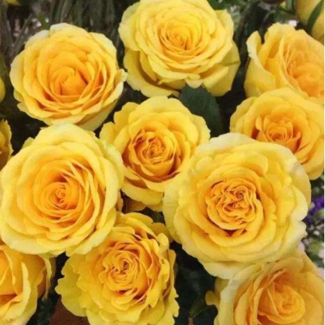 【金香玉】喜欢菊花,不如养盆“玫瑰极品”金香玉,花色金光闪闪,花香醇厚