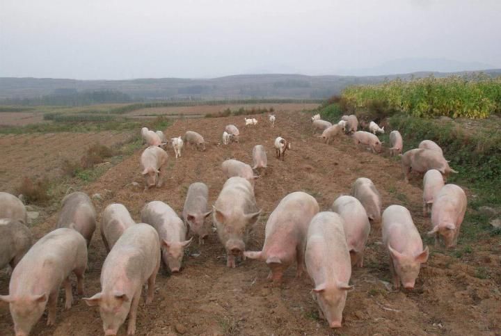 非洲猪瘟后，中国猪场打响了一场科技战……