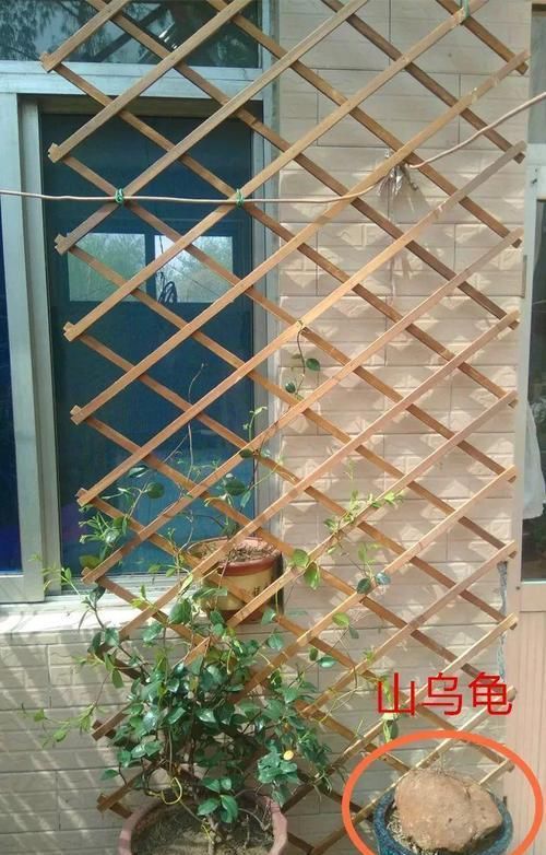 『大肚子』这花长了个大肚子，1个月不浇水，照样长成绿窗帘！