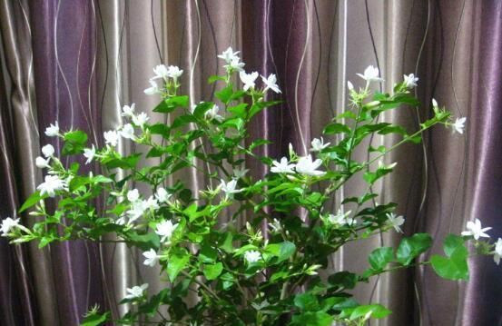  『花期』茉莉花什么时候开花，茉莉花一年可开三次花