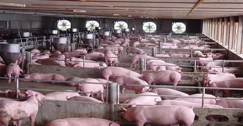 1.8万吨阿根廷进口猪肉到港, 专家: 压根不够吃货们塞牙缝儿!