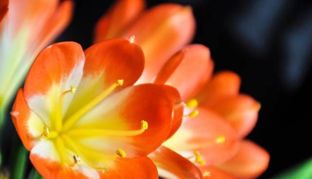 越养越@养花就养3种花,开花漂亮能养人,格调贵气品质好,越养越喜欢