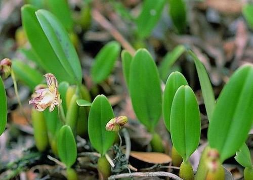  「人称」它长在石缝中，人称“芳香石豆兰”，价值珍贵且少见，遇到请重视