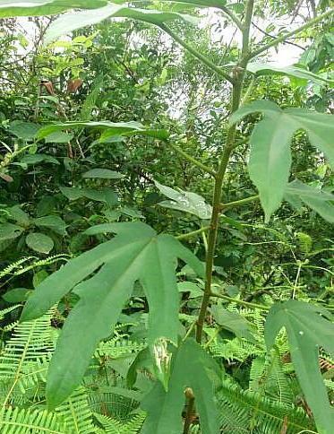  人称：这植物人称“五爪龙”，看着不起眼，用处却不少，可惜不多见了