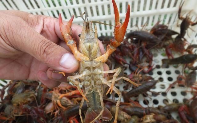  『养殖户』老塘口小龙虾虾苗的密度怎么把控和治疗？这里给大家提供两种方法