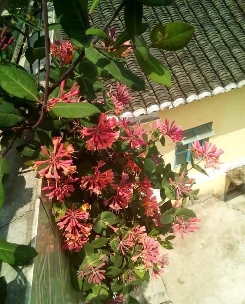  [生活]40岁之前，赚钱养家，40岁之后，种菜养花！