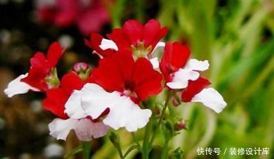  【宝莲灯】人间四月，就养这5款花卉，繁花似锦花期长，家里养出小花园