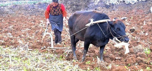  收益|农村“农家乐”日渐衰弱，新模式已然崛起，收益还非常高