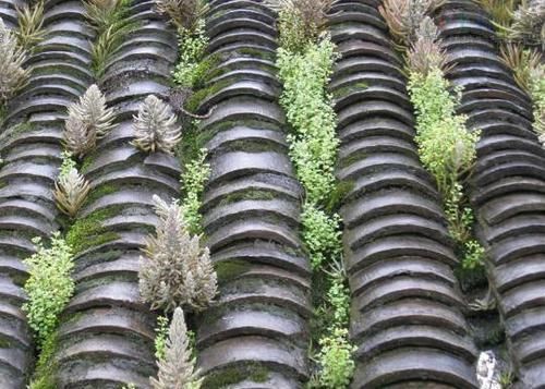 『瓦松』1种植物,叫“墙不倒”,能镇宅,是家中的房神