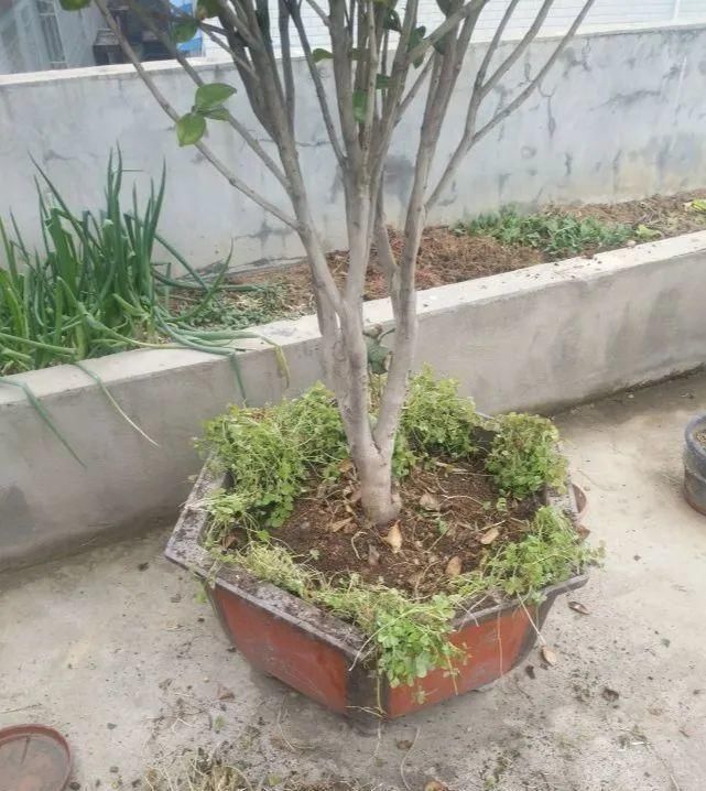  【慎养】这花要慎养，每年砍掉3麻袋，照样蹭蹭长！