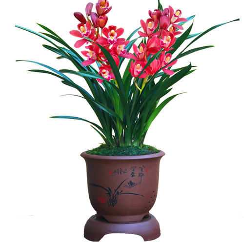  『值得』家庭养花选它，美过荷花，香过茉莉，一年四季有花赏，值得拥有