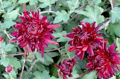 #玫瑰#喜欢玫瑰,不如养盆“珍稀名菊”墨菊,花色如墨,冷酷高贵,真美