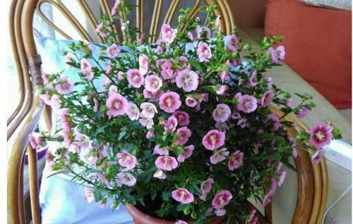  #合适#它是缩小版的木槿花，每天都开花，性价比高，自己养送人都合适