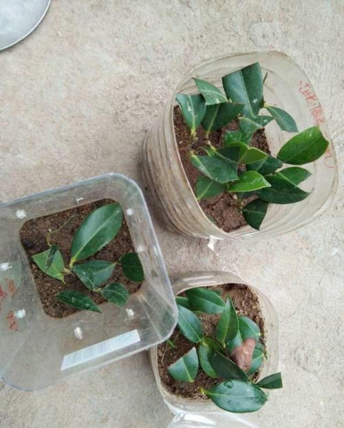  【花钱】4种花太贵别买了，掐个枝就能活，能省不少买花钱！