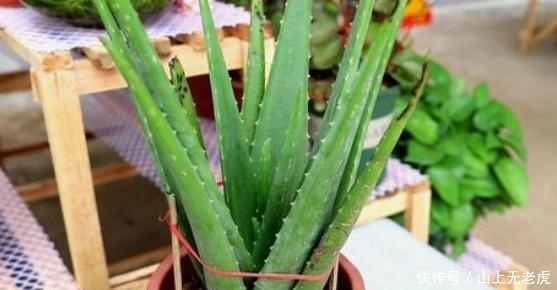  [水里]想要水培芦荟该怎么办？掰个侧芽扔水里，1个月长出新芽叶