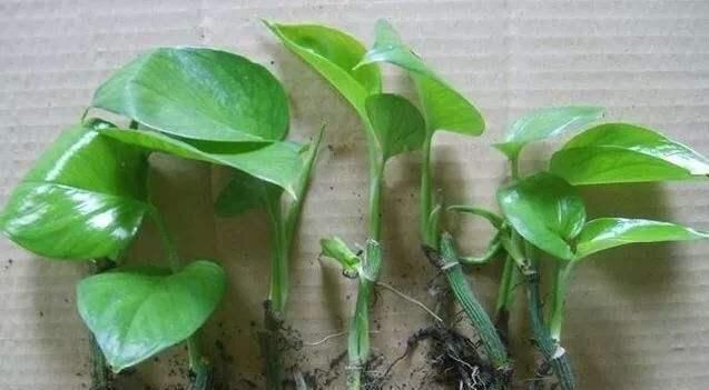  「盆土」养绿萝怎样长得快？5个“小细节”，3个月长出2米长，叶绿气根多