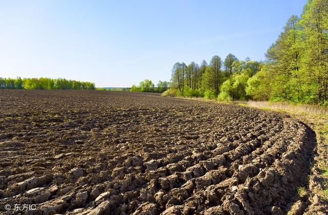 俄罗斯大豆成为市场“新宠”三家中国企业将在俄种豆、榨油！