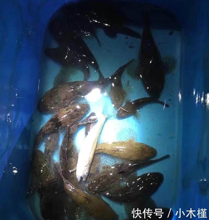  「人工湖」消失的西湖名鱼, 再现公园人工湖, 被当成清道夫捞起