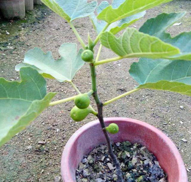 【节枝】秋季阳台种无花果,剪下1节枝,插盆里,来年结满果,好吃又美观