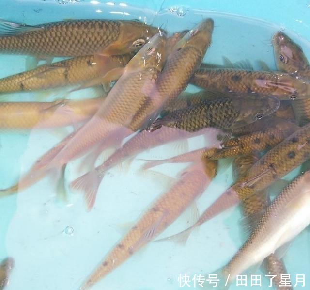  『溪流』山谷溪流钓鱼，探钓野生石斑鱼，收获20条名贵溪水石斑鱼！