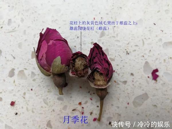  『玫瑰』玫瑰、月季傻傻分不清看这里