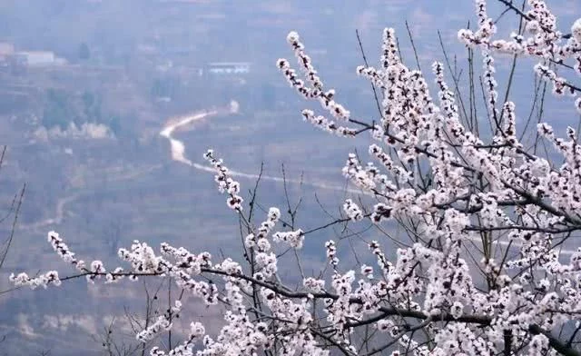 阳春三月,群芳争艳!来看西安这些“花花世界”的最佳踏春赏花指南