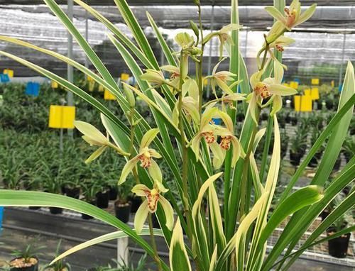 『香味』堪称兰界锦旗,整年开花,花色鲜艳耀眼,芳香完胜香水一株香满院