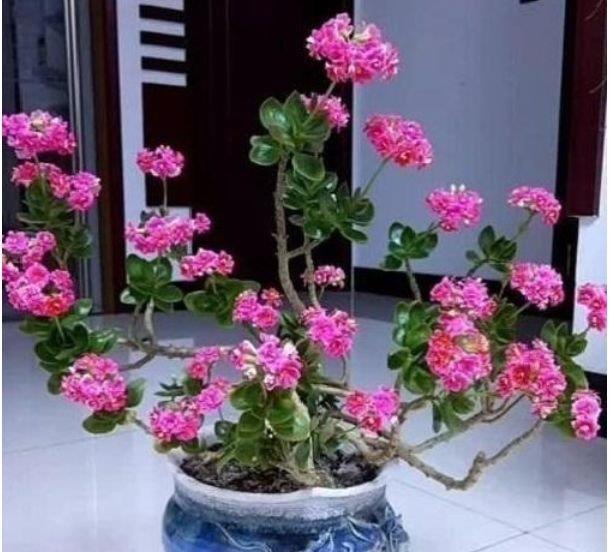  『值钱』养花就养这几种花，好养易活花量大，开花满枝头，越养越值钱