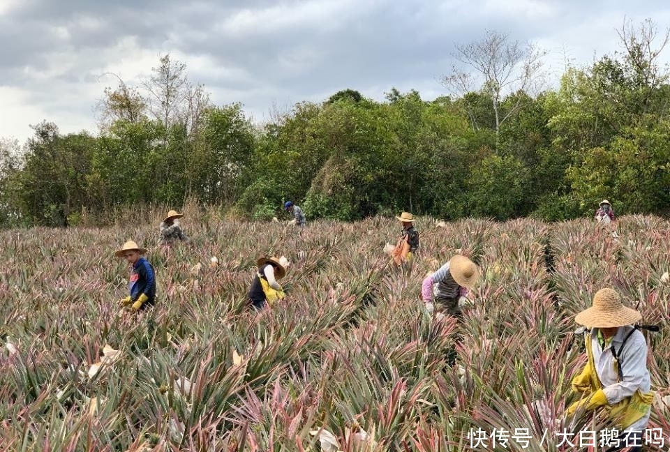  『菠萝』2020年，劳作在海南的菠萝地海