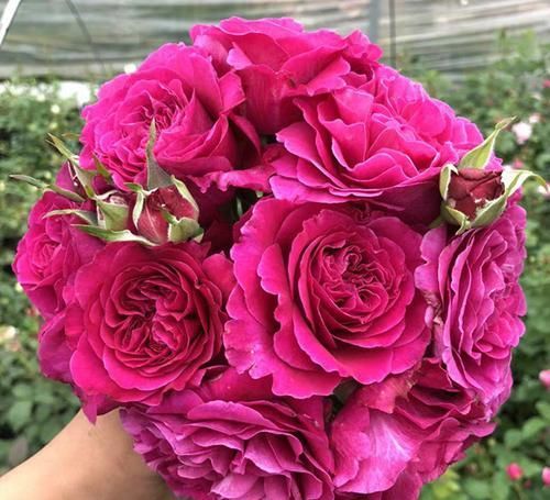  女人：“女人香气”月季花，香味够“性感”，花朵够娇艳！挺好养！