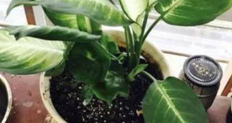  夏季@夏季太阳“毒”？种植这2种植物，高温不用“避暑”，耐高温又喜阴