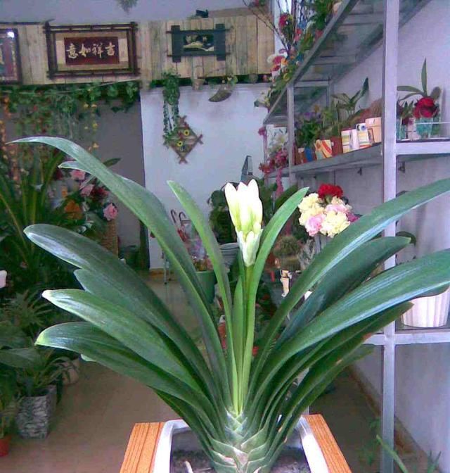 『植物』君子兰养了10年,从未见花苞,施肥光照都不对,怎么见红花?