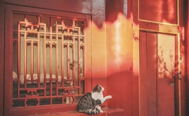 一年 30 多趟故宫，只为拍摄超赞「故宫猫咪图籍」！