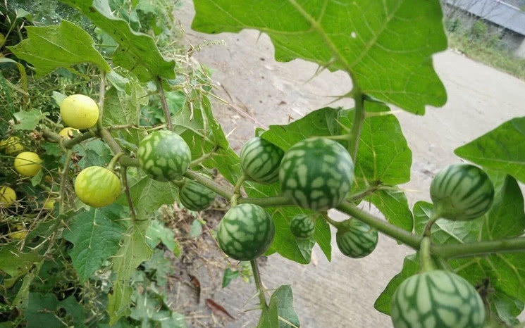 这植物蛇一见到就逃跑，农民见到就砍掉，殊不知其价值十分珍贵