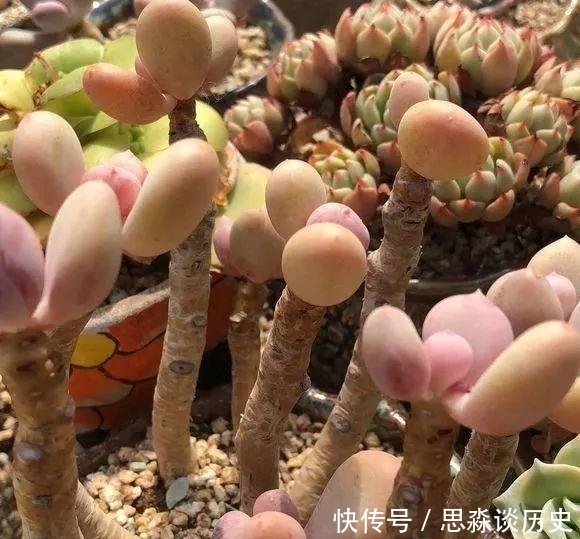 『发财树』10米长的绿萝,阳台放不下了,看看他是怎么养的吧