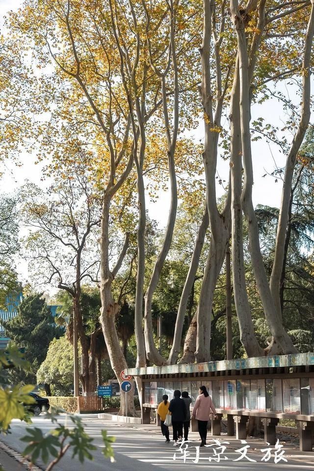 南京这些大学都有最美梧桐大道，有没有你的母校？