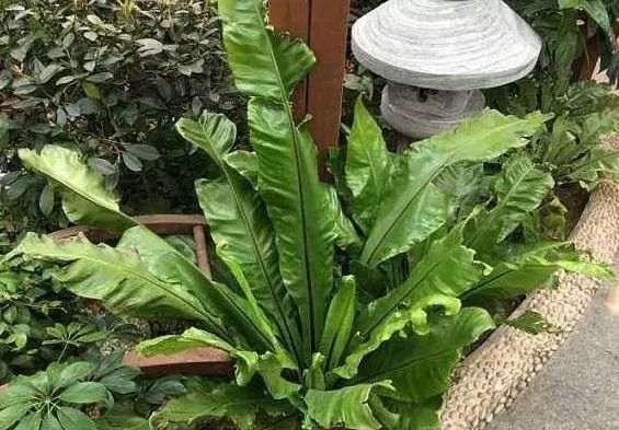  「特别」有一些花很特别，都能“挂着长”，养上一盆，家庭更美、更吸引人