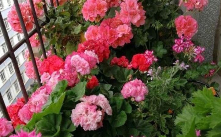  「绿萝」3种花适合新手养，比绿萝好养给点水就疯长，开花美胜牡丹花期长