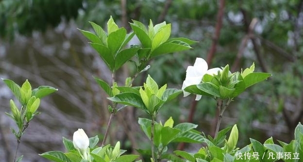 『栀子花』栀子花带着花苞买回家，三点处理方式，正常开花，彰显“高技术”