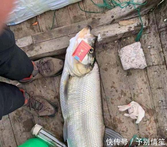 说来说去■为啥你钓翘嘴从没钓到过大的说来说去还是没弄懂它们的习性