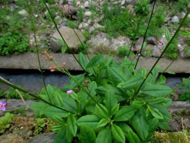  根部|农村这种产量高的野草，被称为“土人参”，根部有很高的医